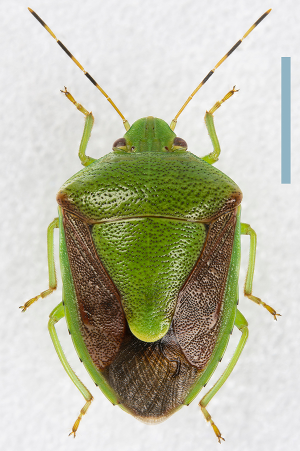 チャバネアオカメムシ♀拡大図