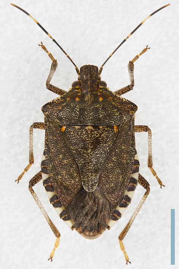 クサギカメムシ♀拡大図