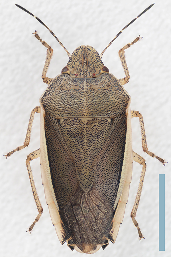 シロヘリカメムシ♀拡大図