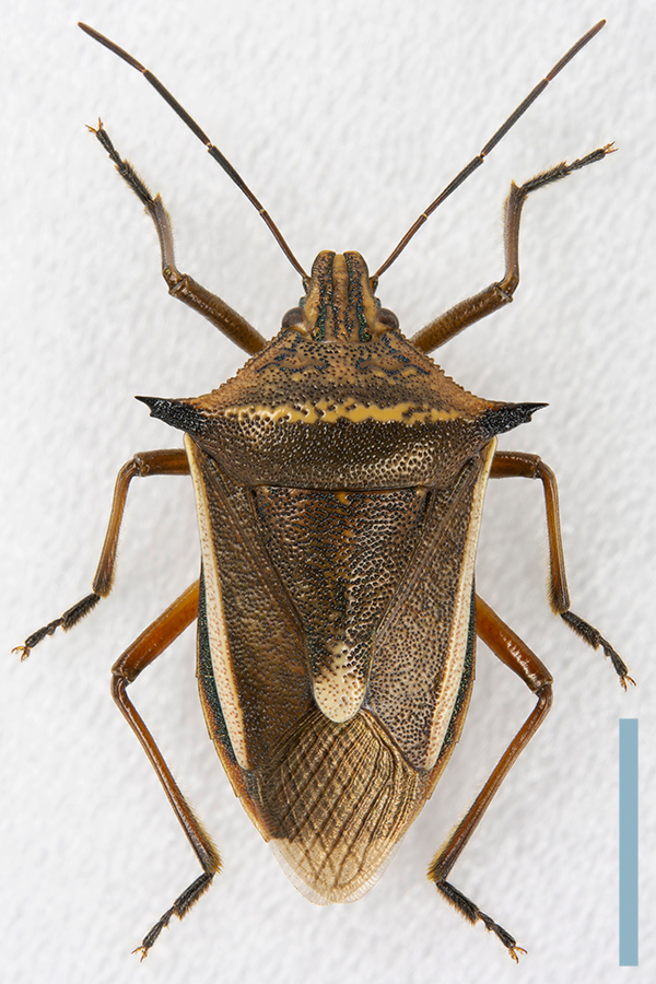 シロヘリクチブトカメムシ♂拡大図