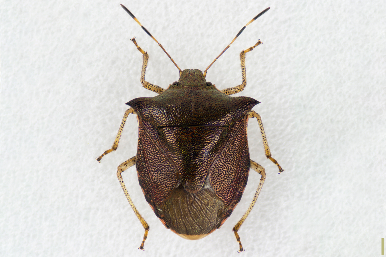 トゲカメムシ♀拡大図