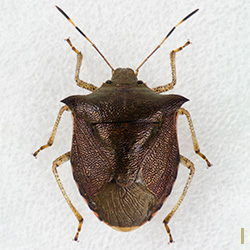 トゲカメムシ♀