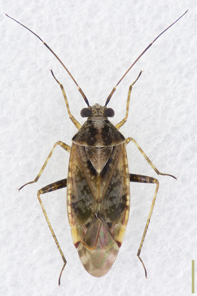 ケブカカスミカメ♀