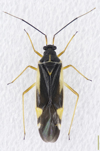 ケブカキベリナガカスミカメ♂