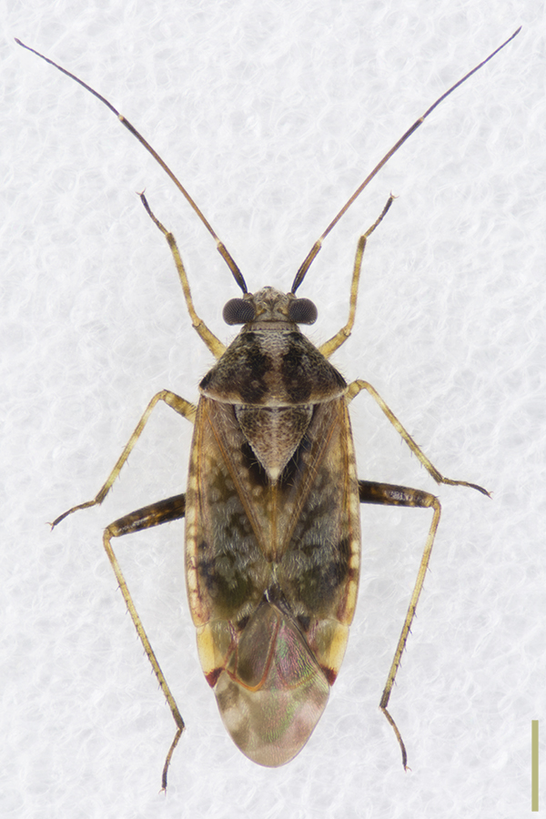 ケブカカスミカメ♀拡大図