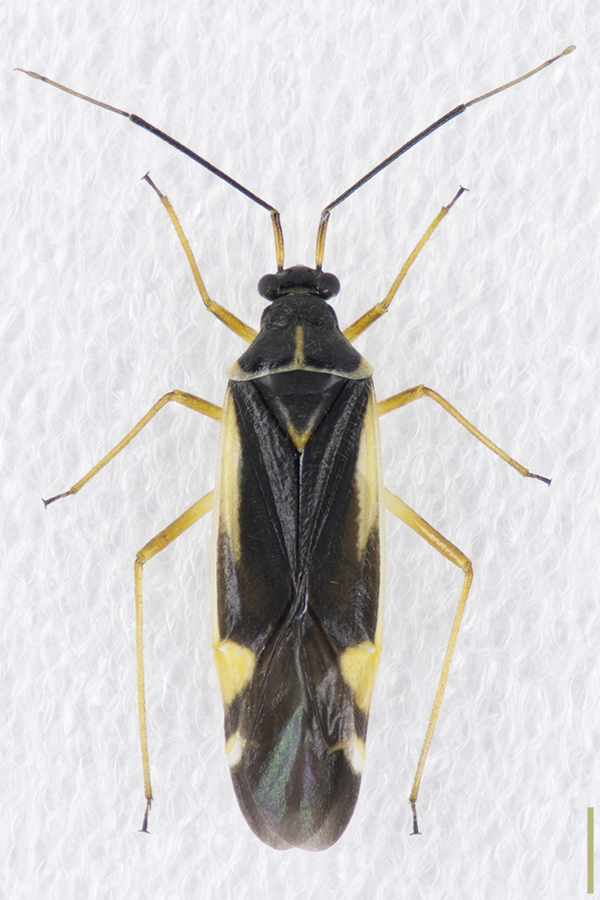 ケブカキベリナガカスミカメ♂拡大図