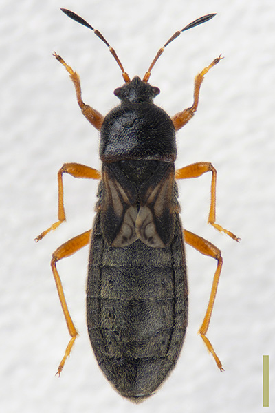 コバネナガカメムシ♀
