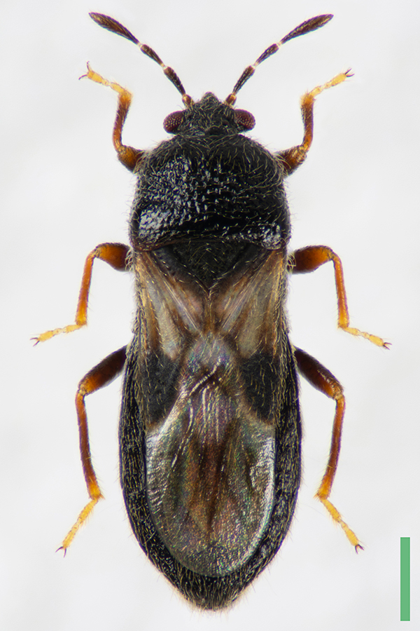 ヒメコバネナガカメムシ♂拡大図
