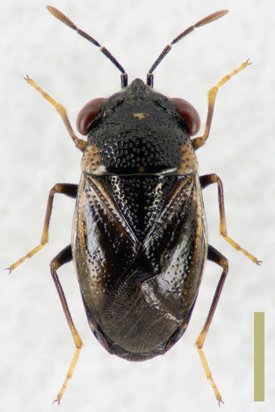 ヒメオオメナガカメムシ♀