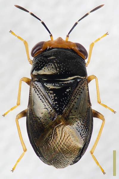 オオメナガカメムシ♀