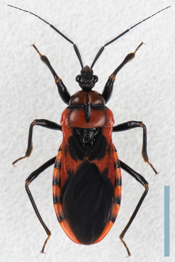 アカシマサシガメ♂拡大図