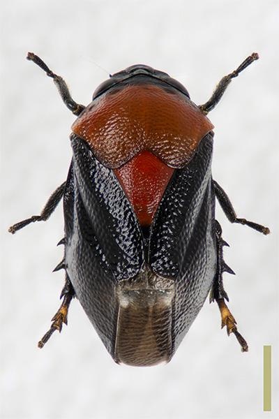 ムネアカアワフキ♀