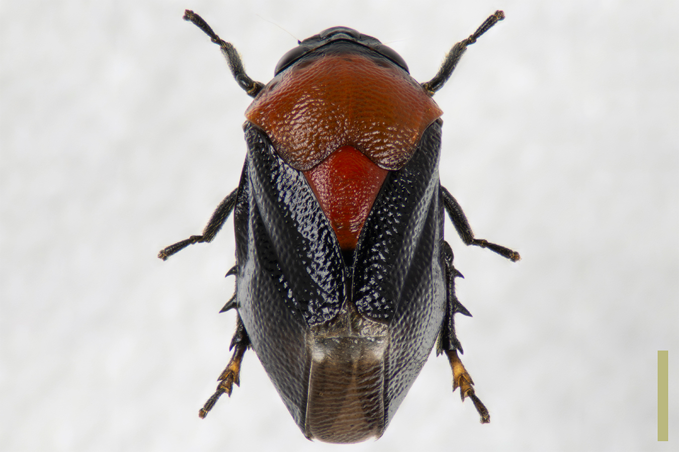ムネアカアワフキ♀拡大図
