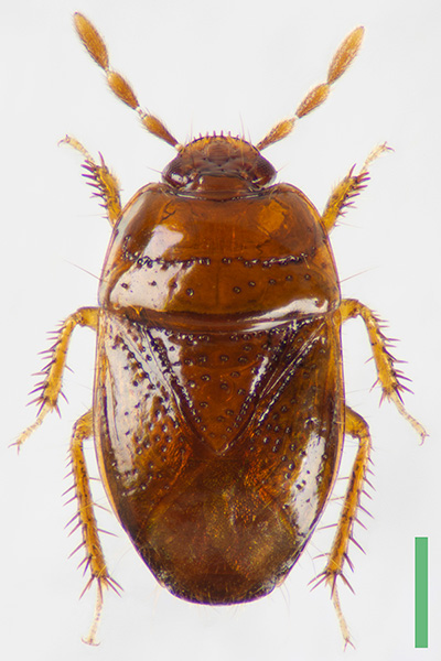 チビツヤツチカメムシ♀