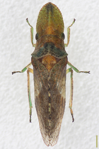 コミミズク♀