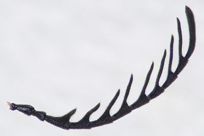 ミゾアカハネムシ♂右触角
拡大図