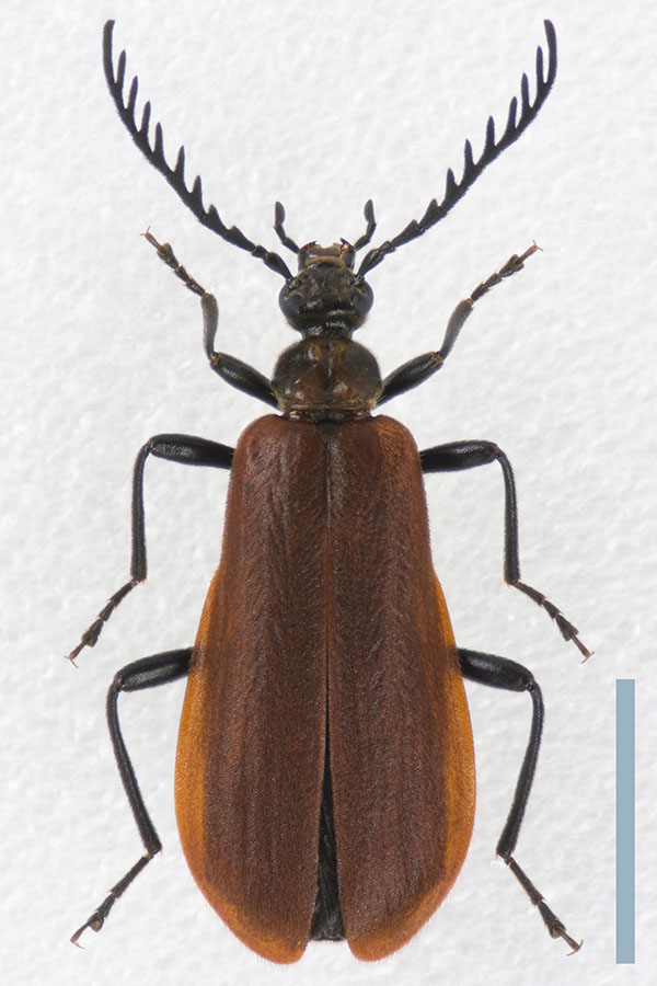 オニアカハネムシ♀拡大図