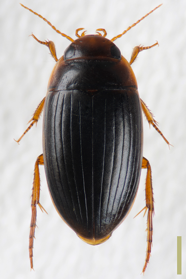 ホソセスジゲンゴロウ♀拡大図