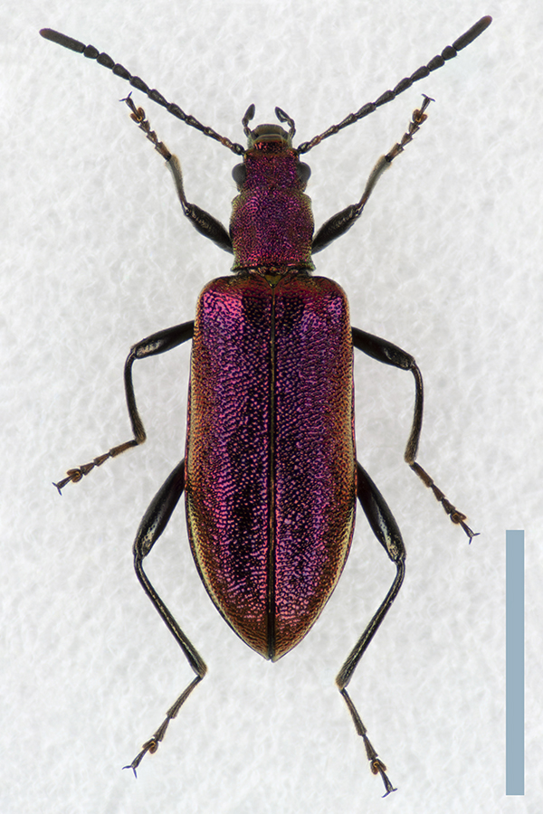 アカイロアオハムシダマシ♀拡大図
