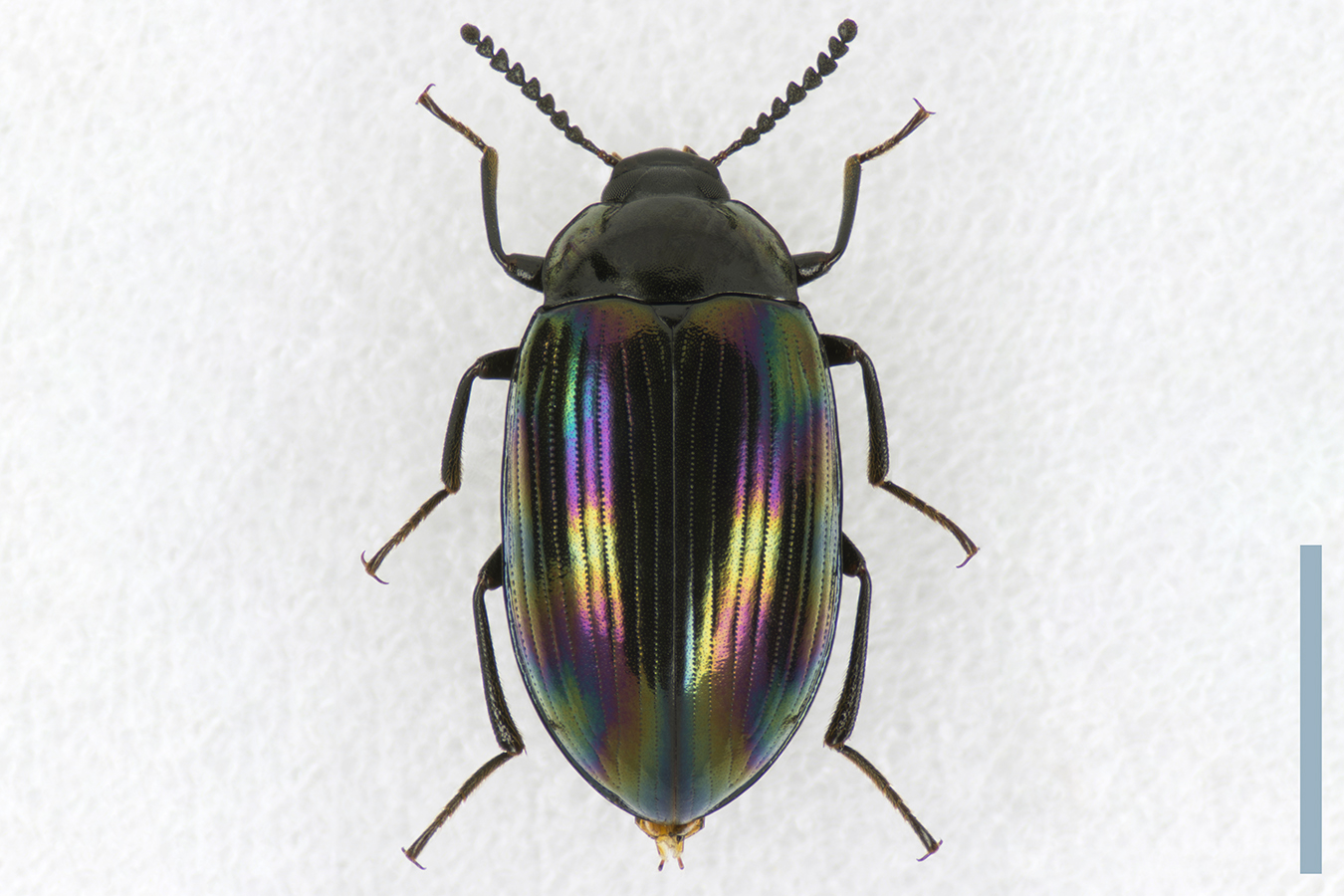 ヒメナガニジゴミムシダマシ♀拡大図