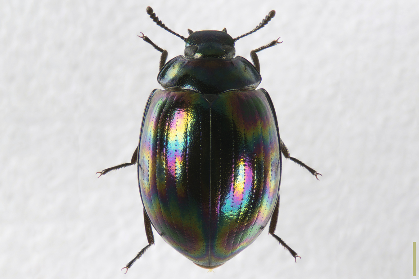 ホンドニジゴミムシダマシ♀拡大図