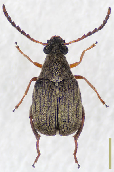 ヒゲナガマメゾウムシ♀