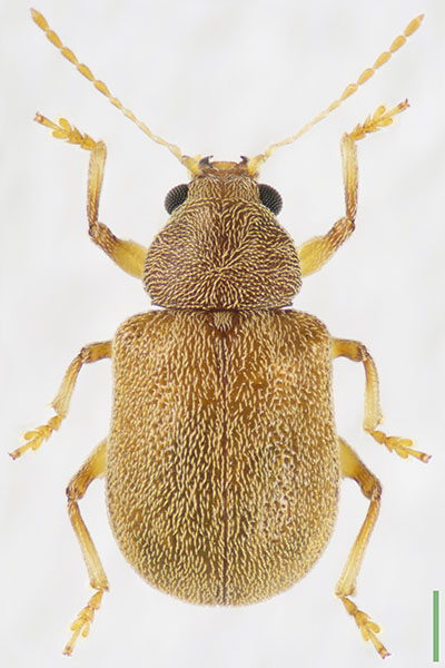 ヒメアラゲサルハムシ♀
