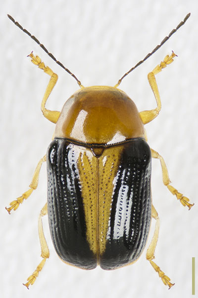 カシワツツハムシ♀