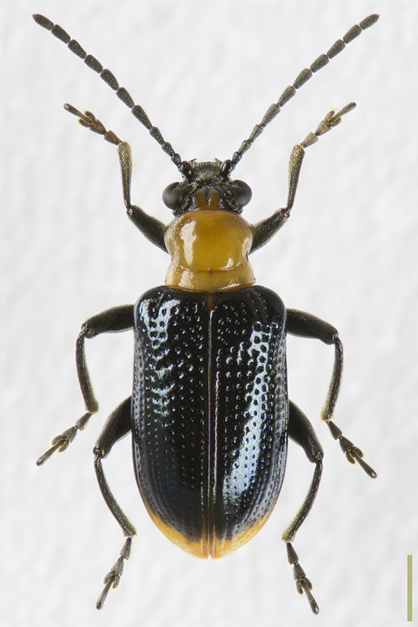 アカクビボソハムシ♀拡大図