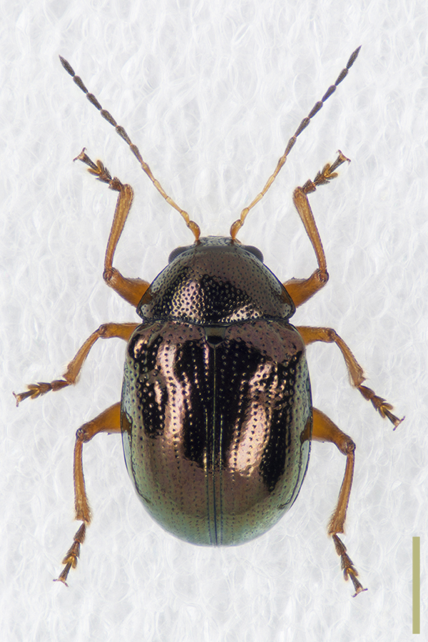 アオバネサルハムシ♀拡大図