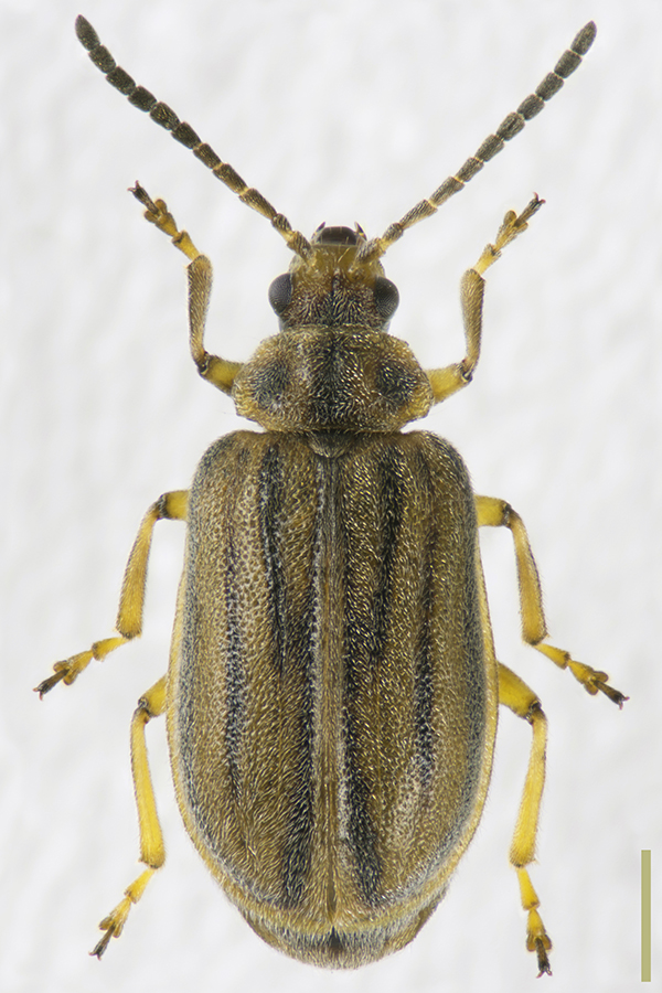 ブタクサハムシ♀拡大図