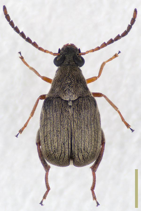 ヒゲナガマメゾウムシ♀拡大図