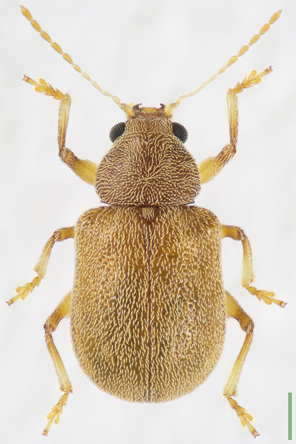 ヒメアラゲサルハムシ♀拡大図