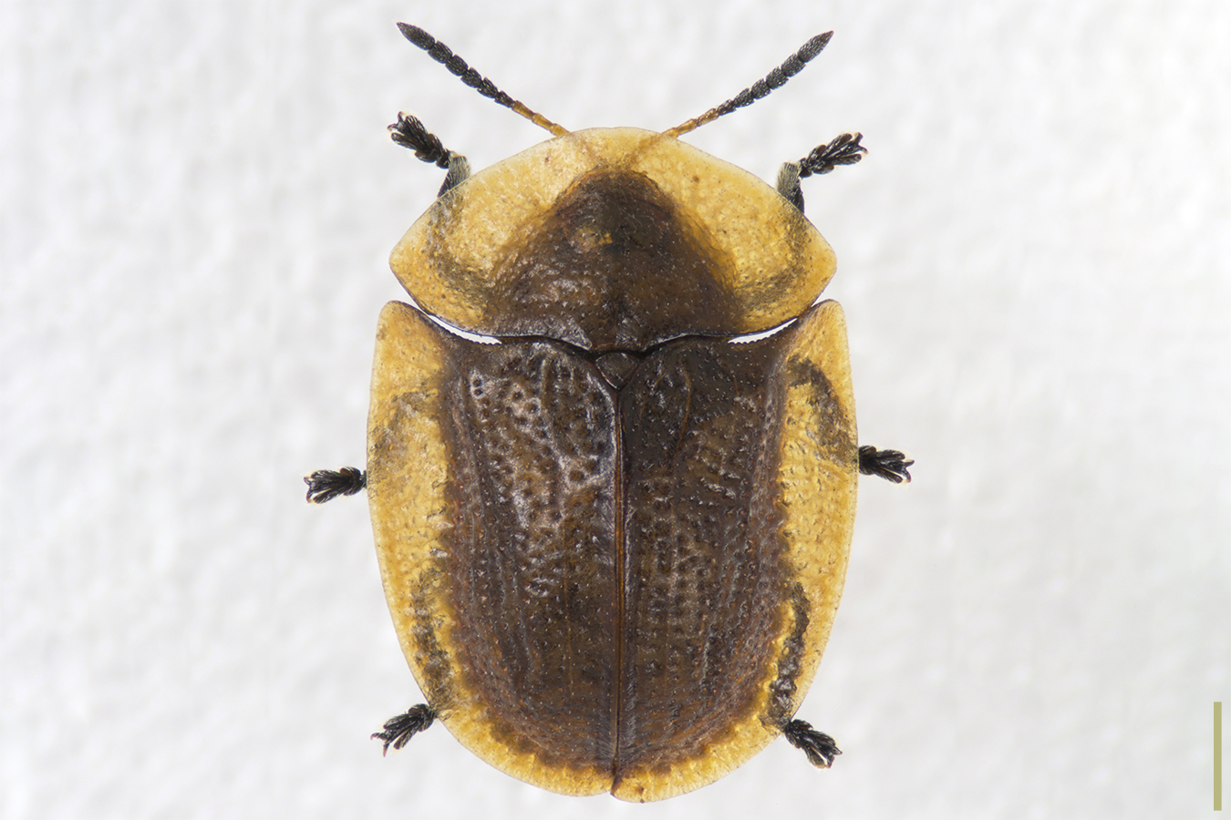 ヒメジンガサハムシ♀拡大図