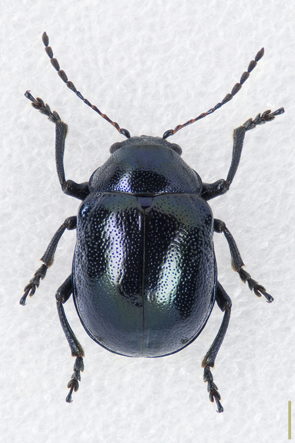 イモサルハムシ♀拡大図