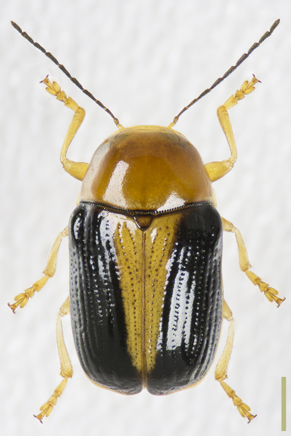 カシワツツハムシ♀拡大図