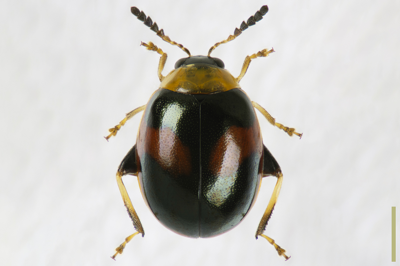 カワリヒゲブトノミハムシ拡大図