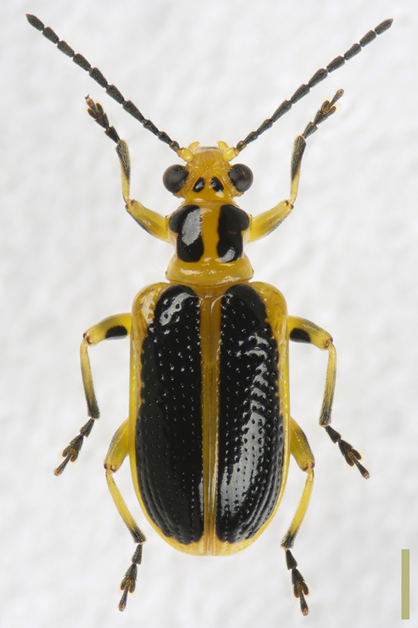 キベリクビボソハムシ♀拡大図