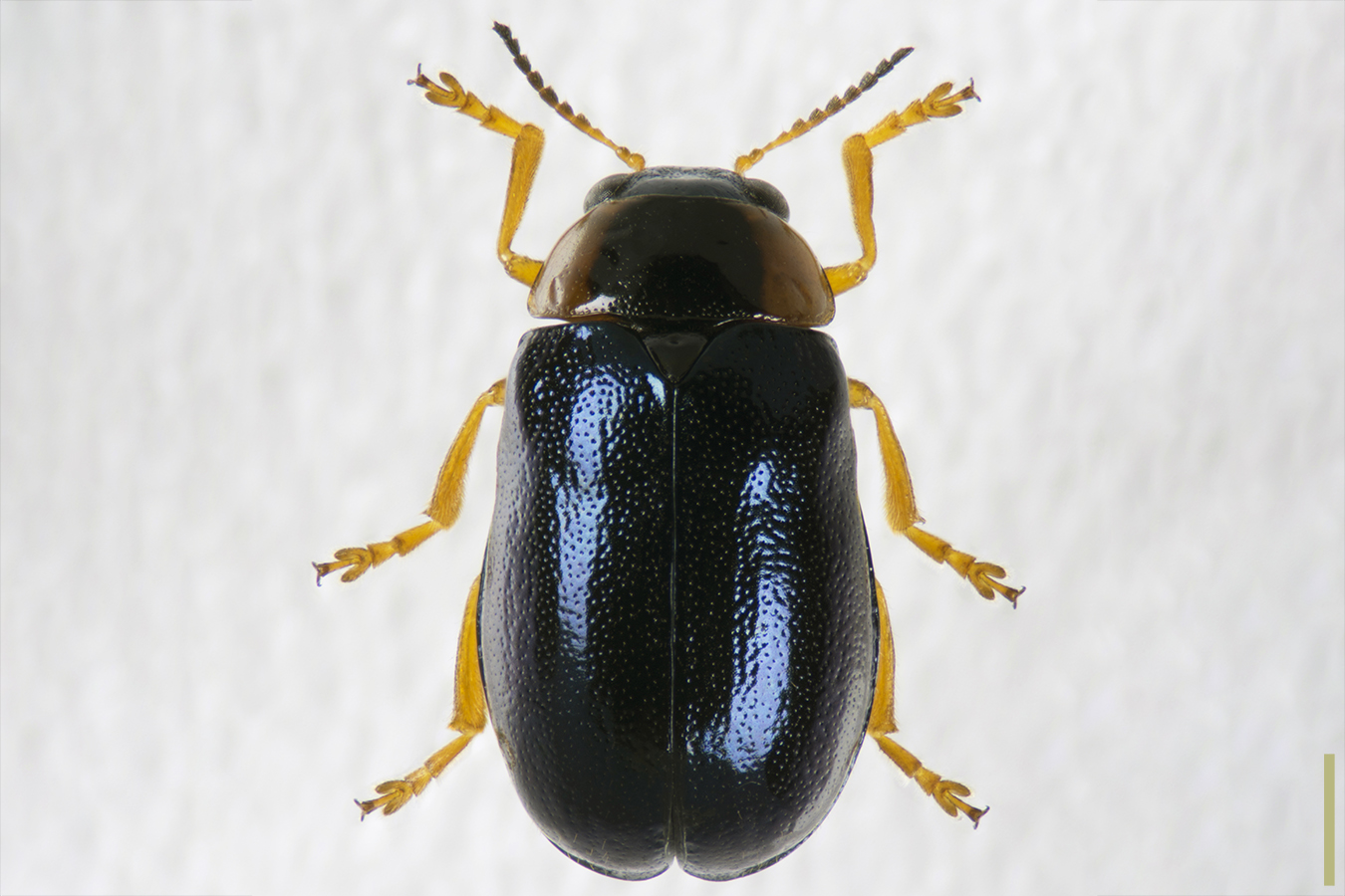 キボシルリハムシ♀拡大図