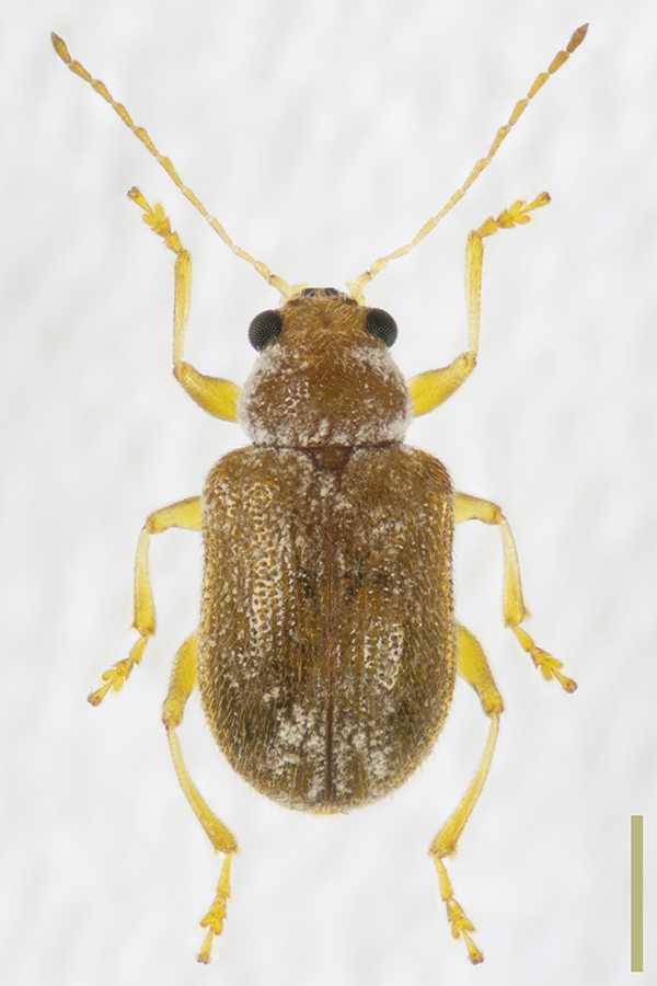 キカサハラハムシ♀拡大図
