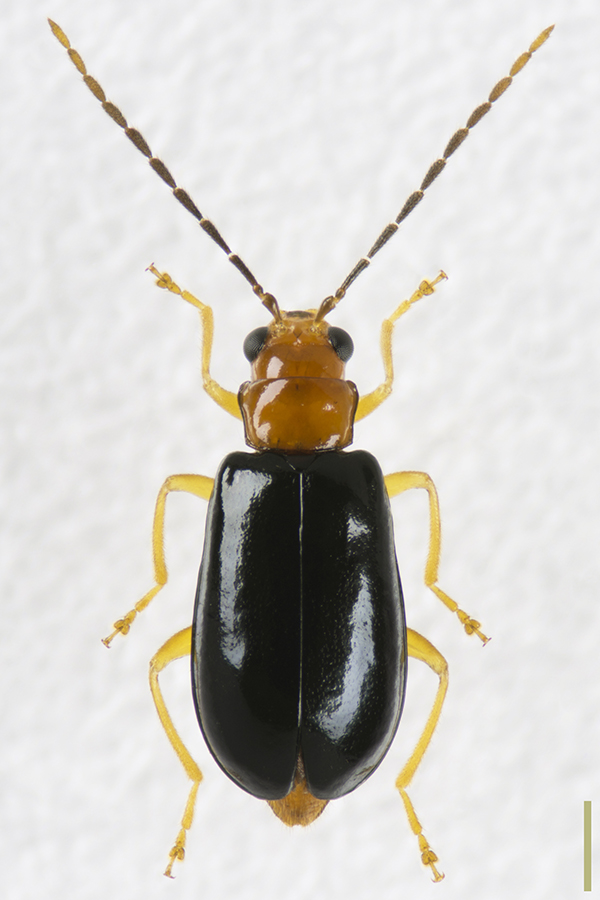 クロバヒゲナガハムシ♀拡大図