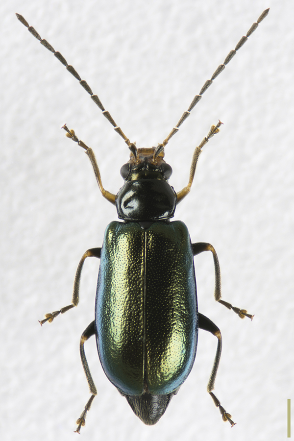 クワハムシ♀拡大図
