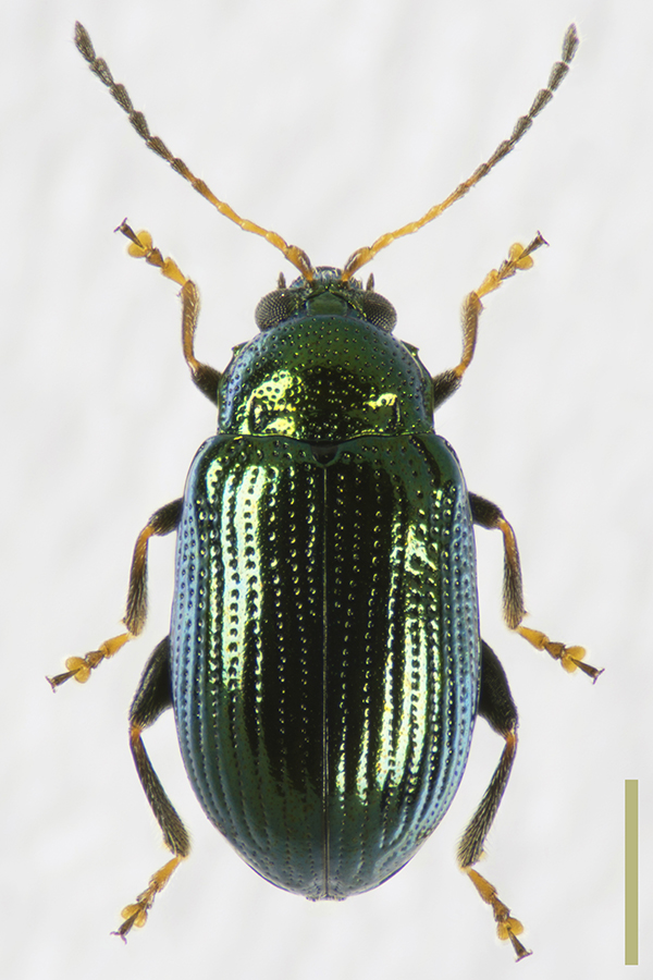 ミドリトビハムシ♀拡大図