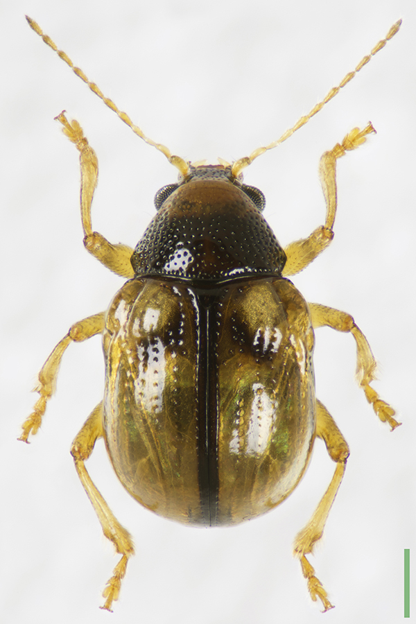 ムネアカキバネサルハムシ♀拡大図