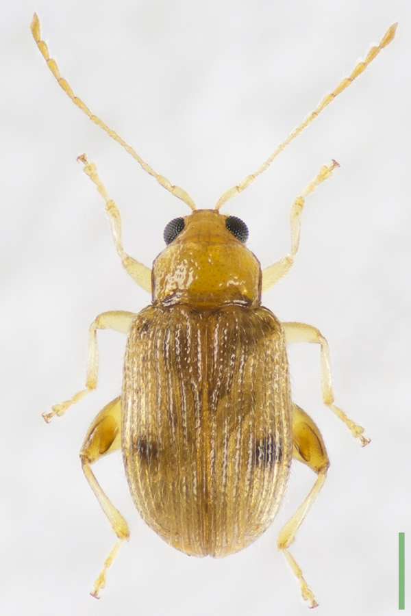 サシゲトビハムシ♀拡大図