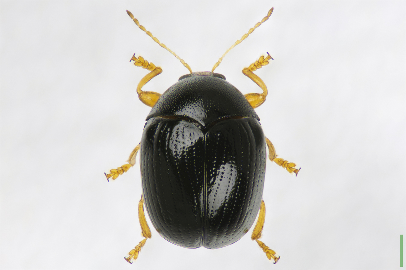 タマツツハムシ♀拡大図