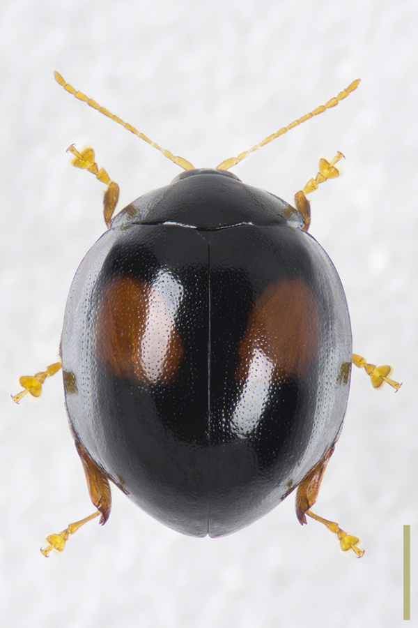 テントウノミハムシ♀拡大図