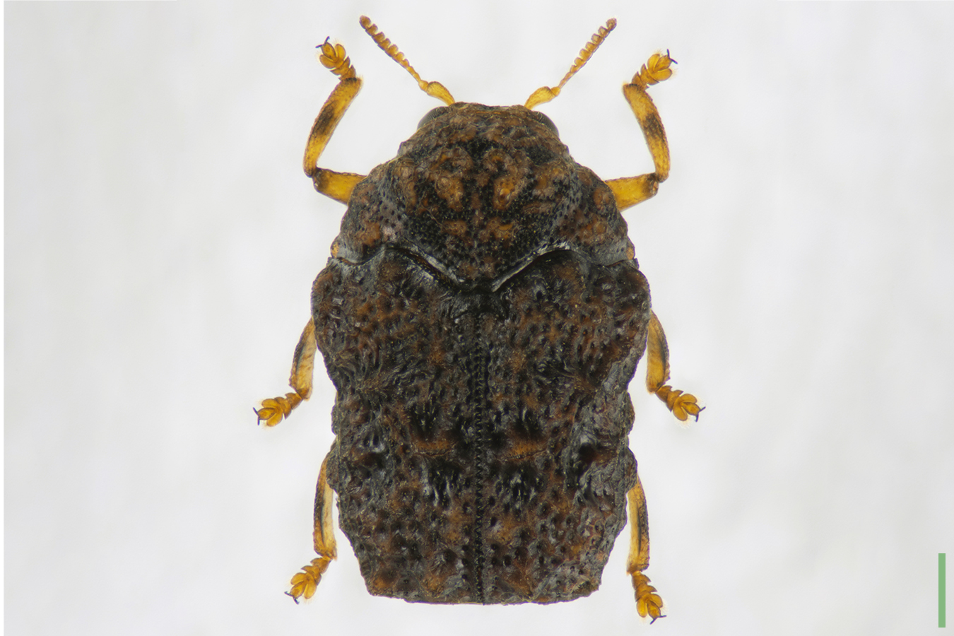 ツツジコブハムシ♀拡大図