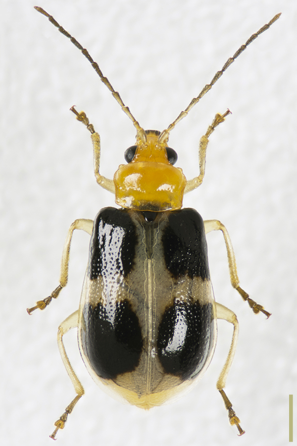 ヨツボシハムシ♀拡大図