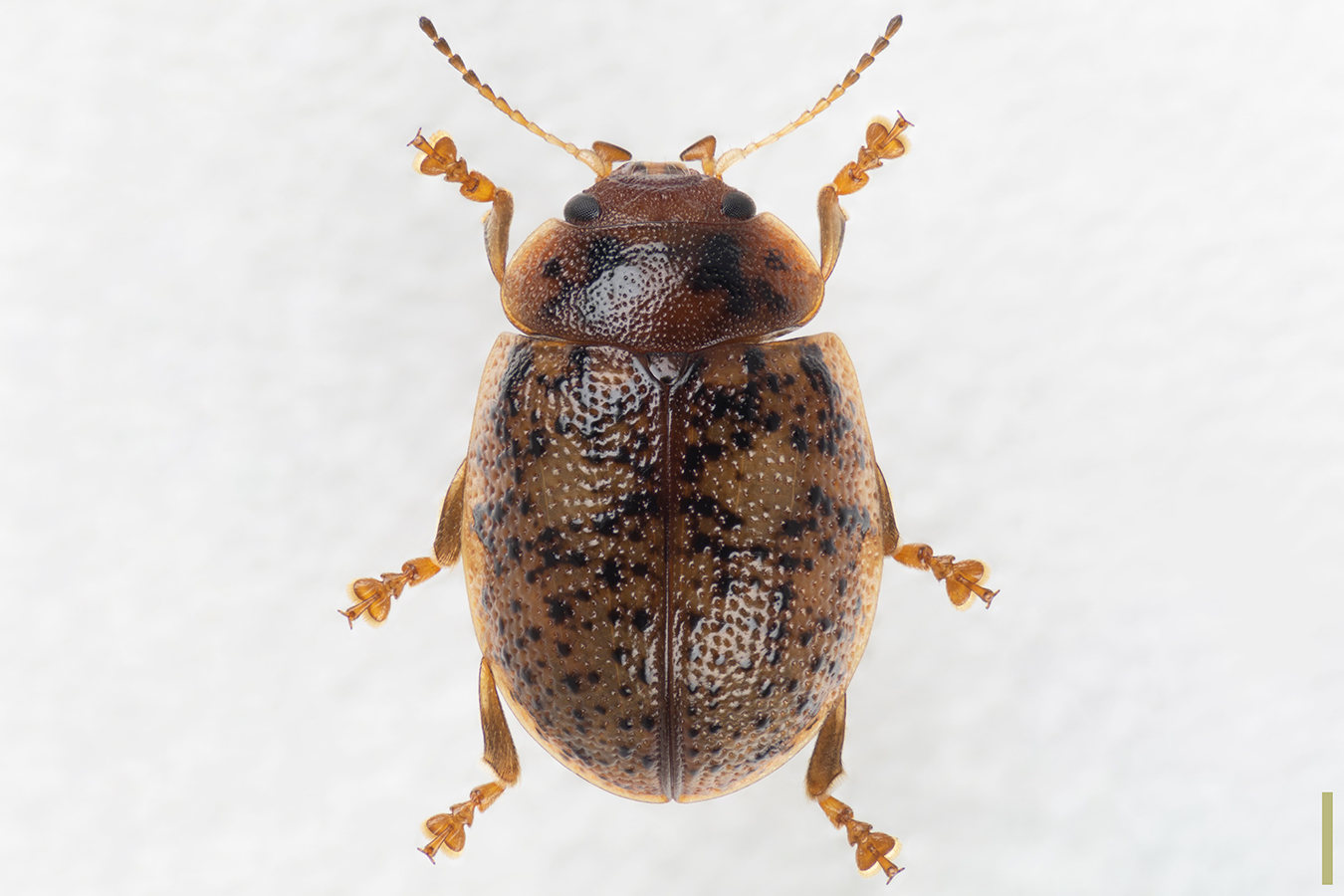 ユーカリハムシ♀拡大図